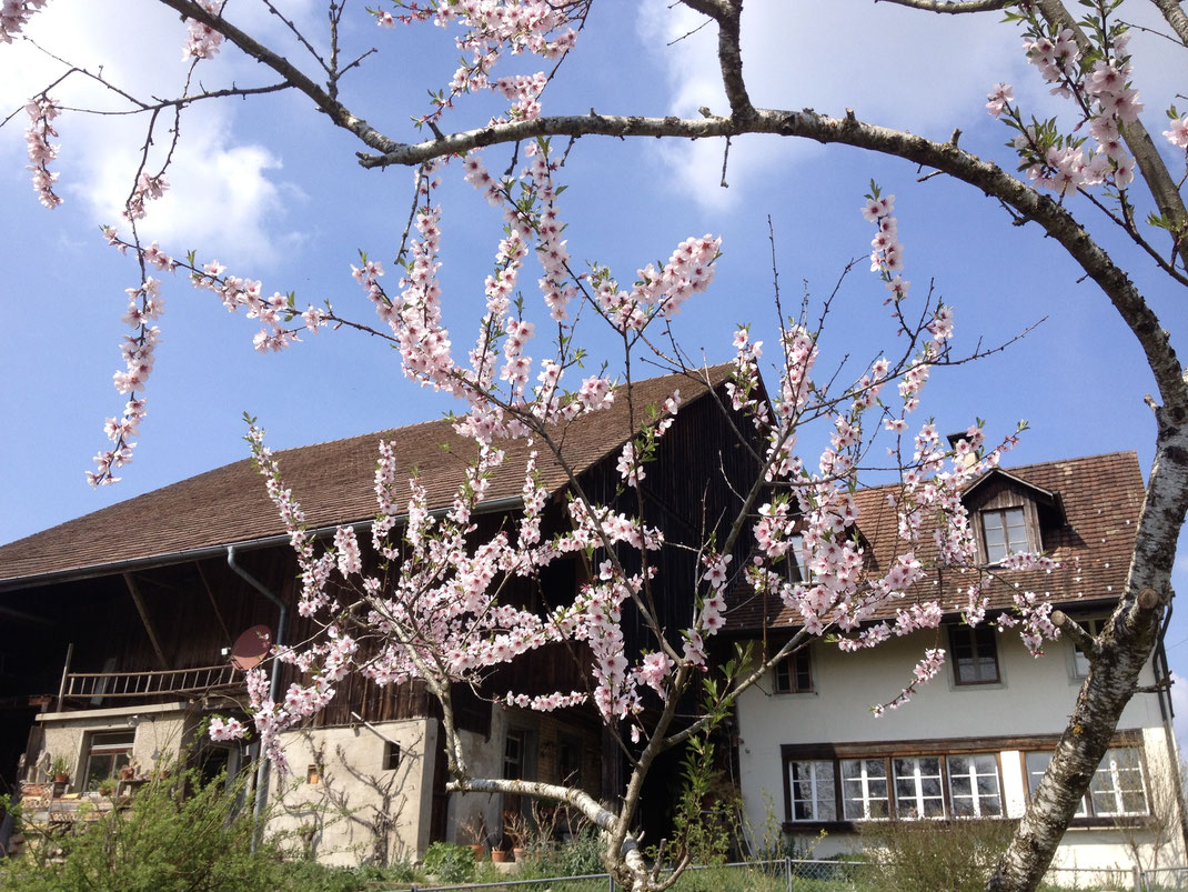 Mandel (Prunus dulcis). © Dani Pelagatti