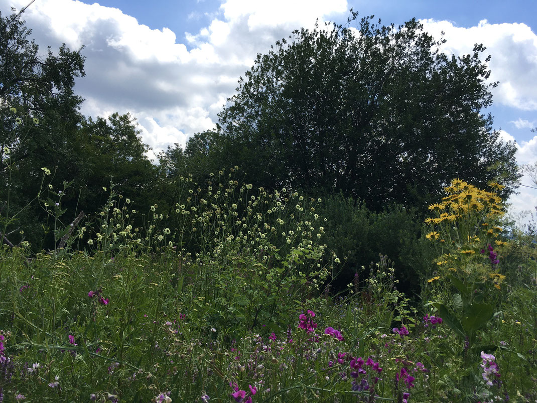 Hochstaudenflur mit u.a. Riesen-Schuppenkopf (Cephalaria gigantea), Echtem Alant (Inula helenium) und Breitblättriger Platterbse (Lathyrus latifolius). © Dani Pelagatti