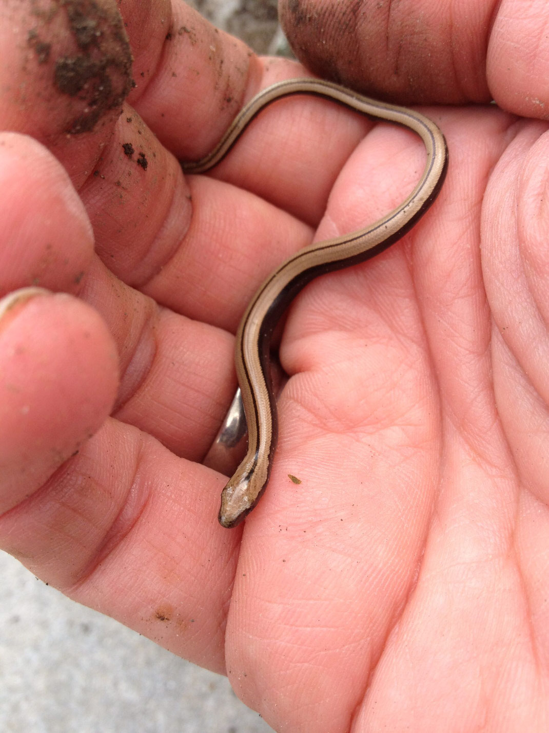 Junge Blindschleiche (Anguis fragilis), bei Arbeiten am Kompost entdeckt.  © Dani Pelagatti