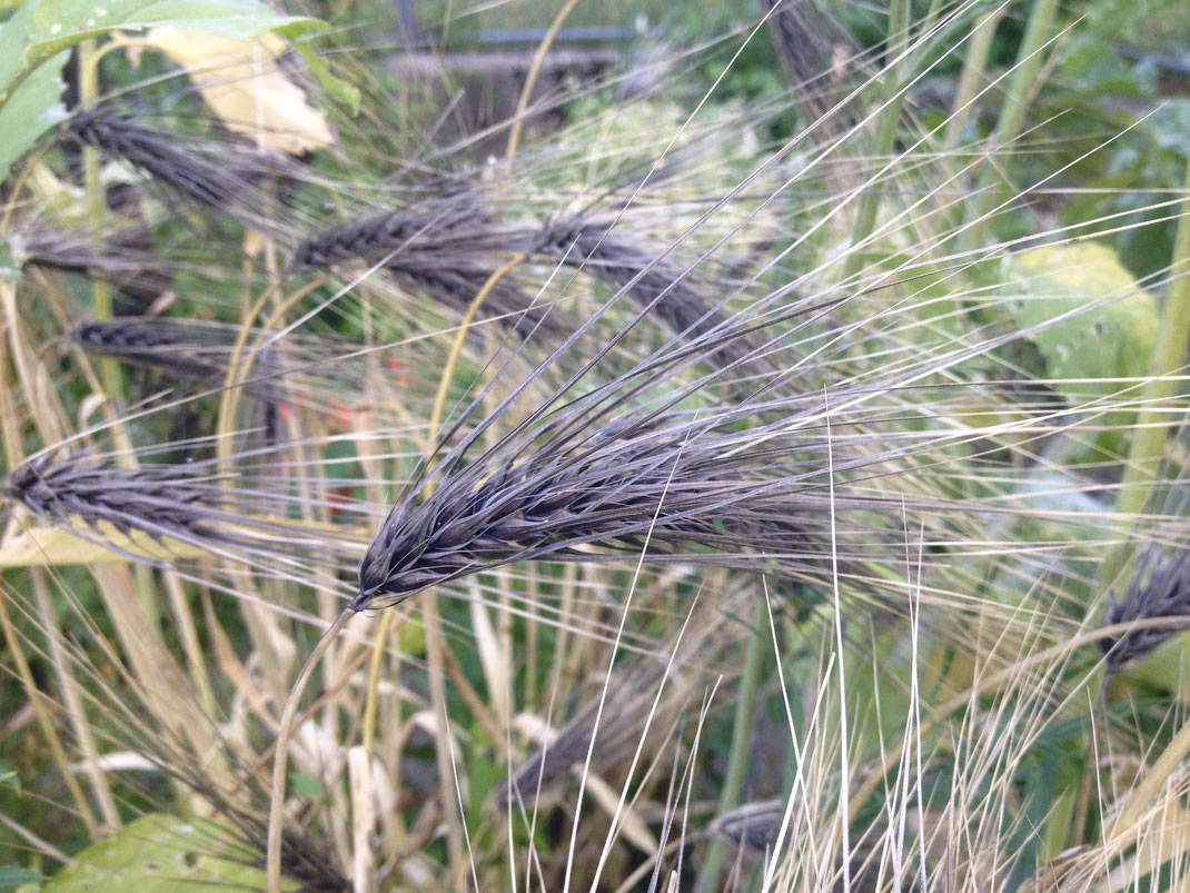 Gerste (Hordeum vulgare 'Fengtien Black'). © Dani Pelagatti