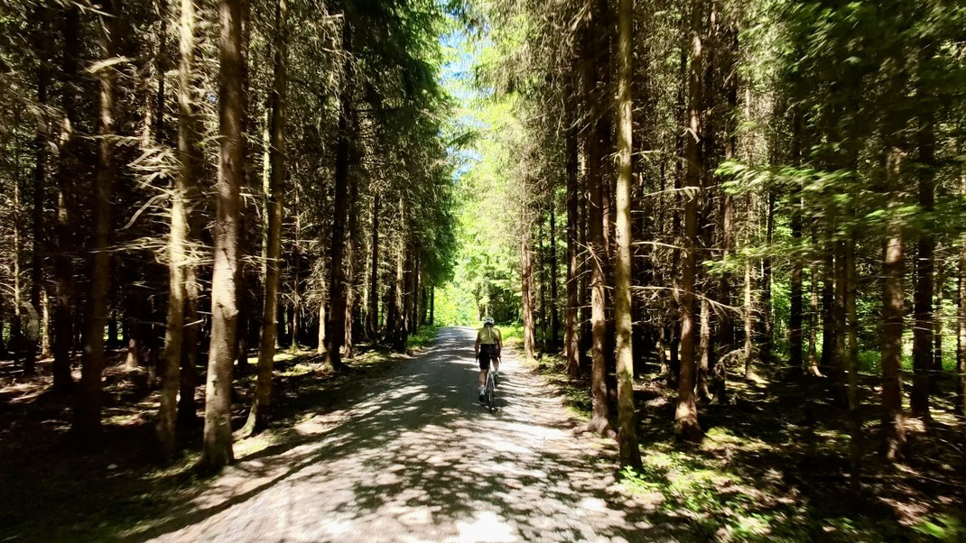 Gravel-Radfahrer auf einem Schotterweg durch einen Wald - Natur Feeling und Freiheit