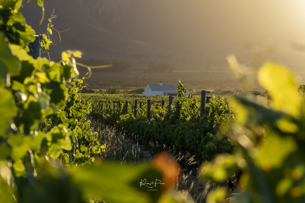Südafrika Wein Natur Stellenbosch Franschhoek Kapstadt