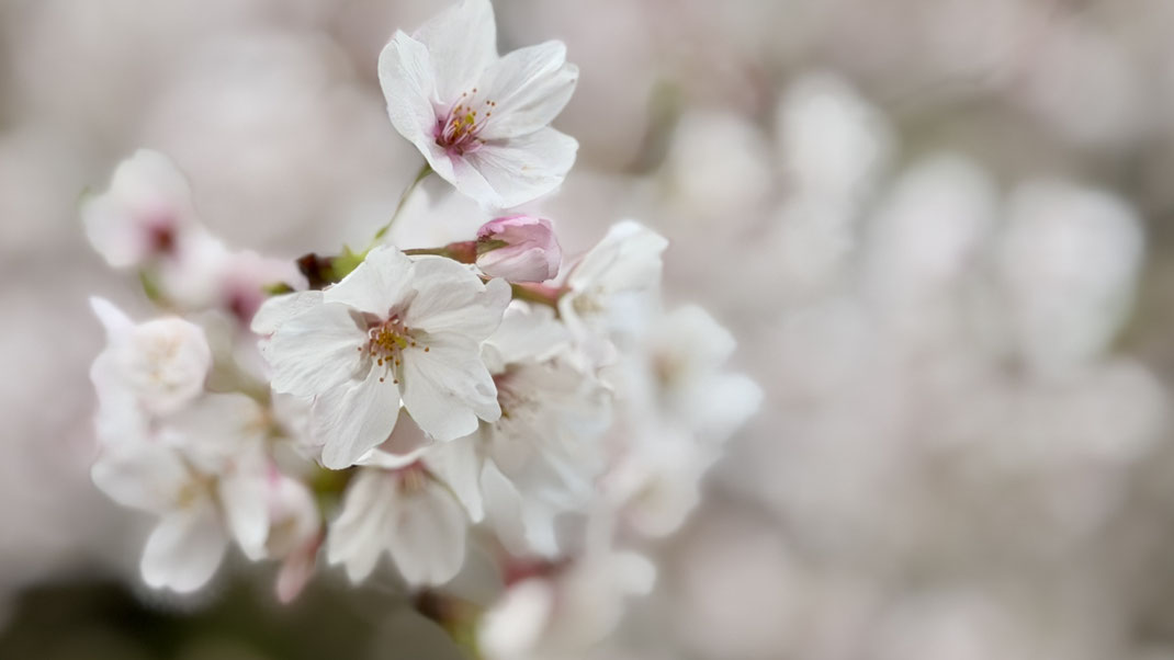 Nahaufnahme einer Kirschblüte in Japan Tokio am Sakura Fest