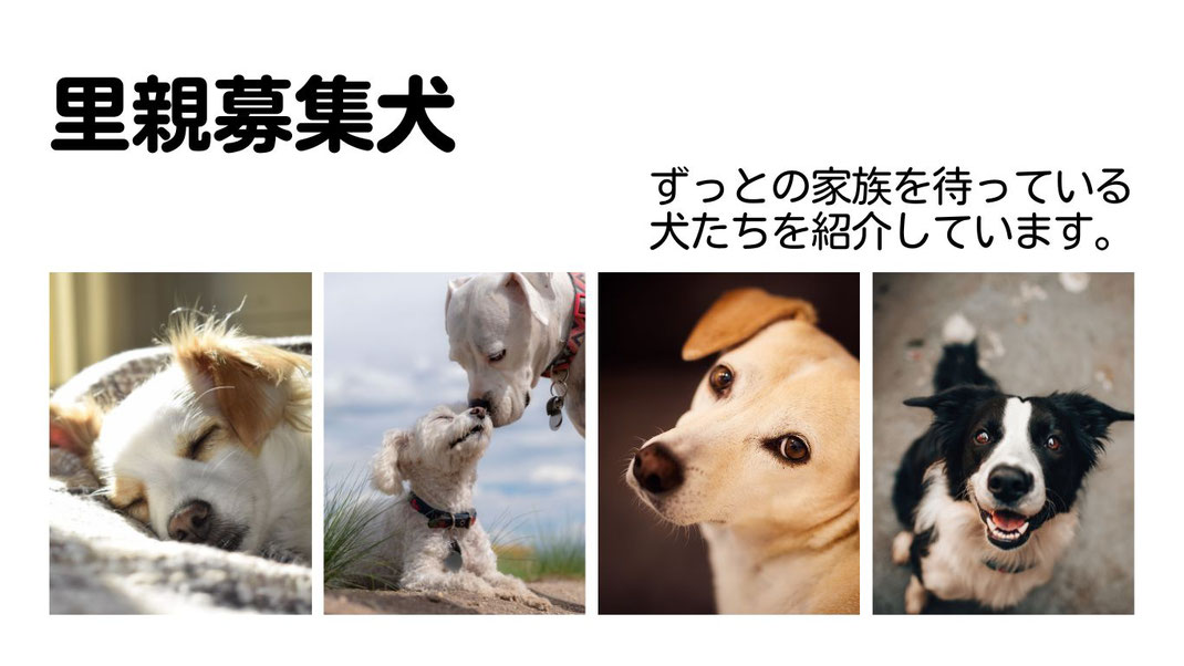 静岡市で活動している犬の保護団体スリールで里親募集中の犬達を紹介ししています