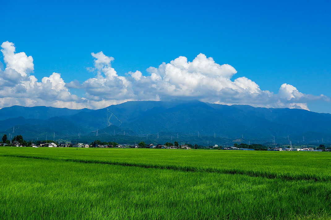 二王子岳をバックに川東の田園風景（小柳はじめ撮影）