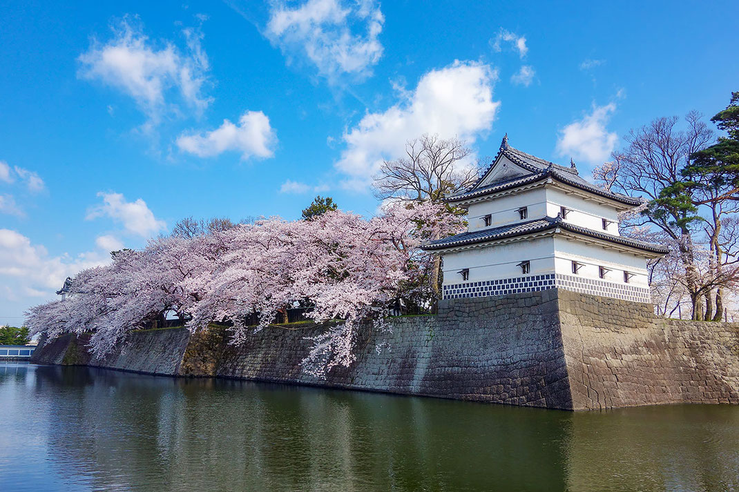 桜満開の重要文化財の新発田城隅櫓（小柳はじめ撮影）