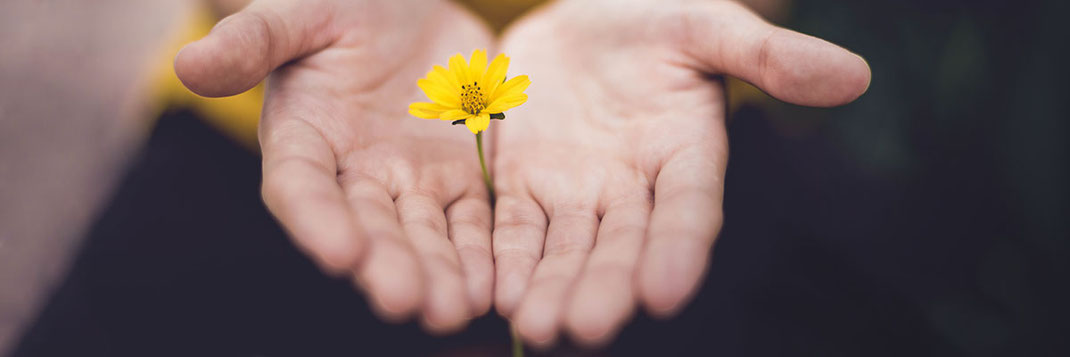 Zwei geöffnete Hände halten eine Blume