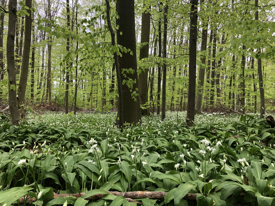 Blühender Bärlauch in einem Wald im Deister