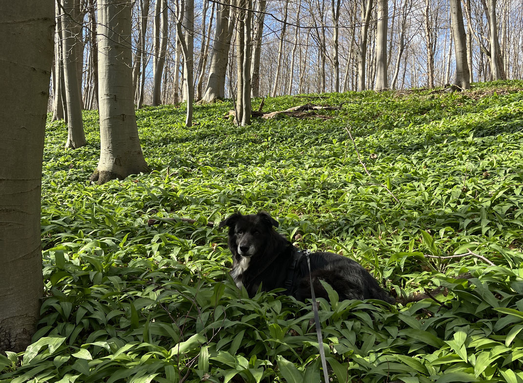 Ein Hund liegt in einem Bärlauchfeld in einem Wald