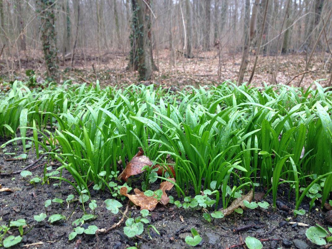 Regennasser Wunderlauch in einem Wald