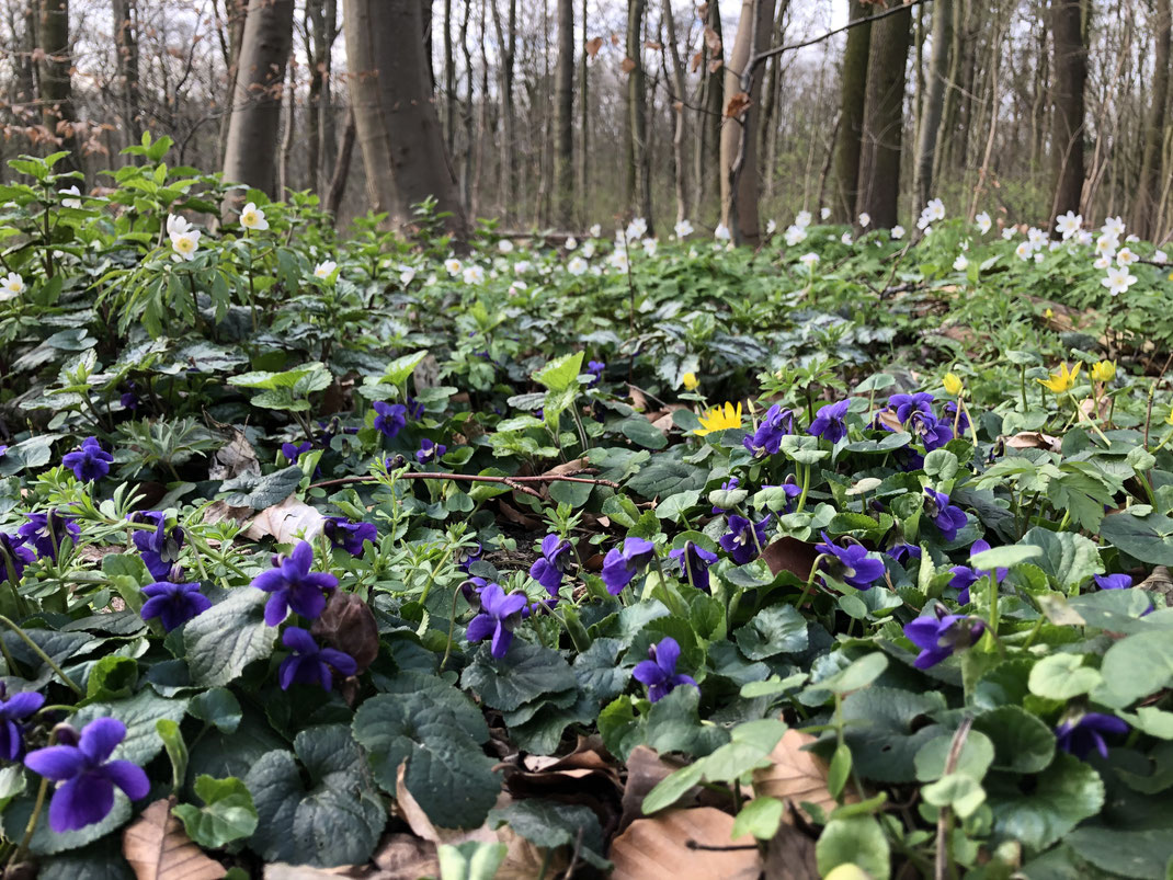 Blühende Veilchen, Buschwindröschen und Scharbockskraut in einem Laubwald im Frühling