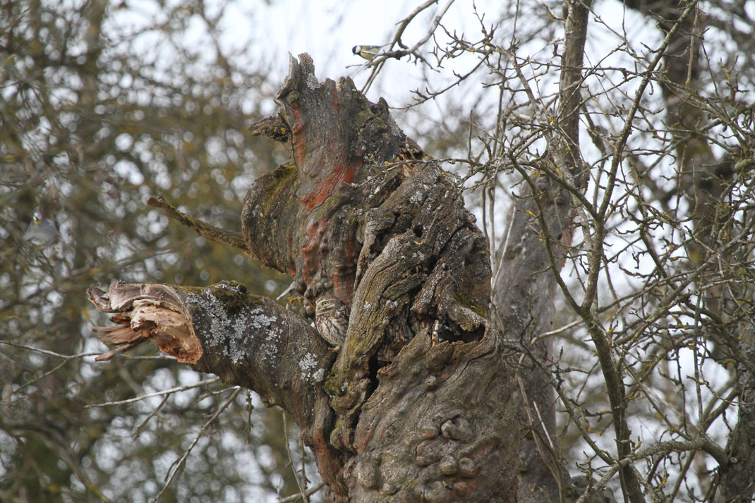 Ein Steinkauz in seinem Habitat - obwohl der Vogel tagaktiv ist, bleibt er Dank seiner guten Tarnung meistens unsichtbar. Foto: Daniel Scheffler