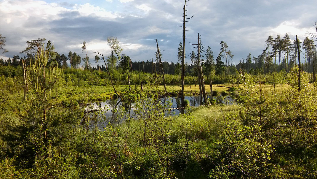 Das Ochsenmoos, ein wertvolles Hochmoor im Landkreis Traunstein © Sabine Pröls