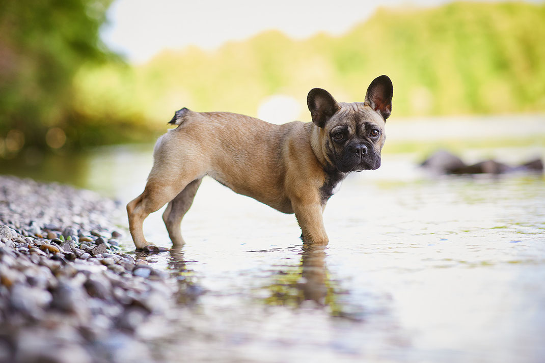 Tierfotograf Hundefotograf Fotograf Fotostudio Hund Welpe Welpen Hunde Fotoshooting Rheinfelden Lörrach Basel Freiburg im Breisgau Bern Bad Säckingen Zürich Hundefotografie Hundeshooting Hundefotoshooting Hundefotos Hundeportrait Hundeporträt Rassehund Na