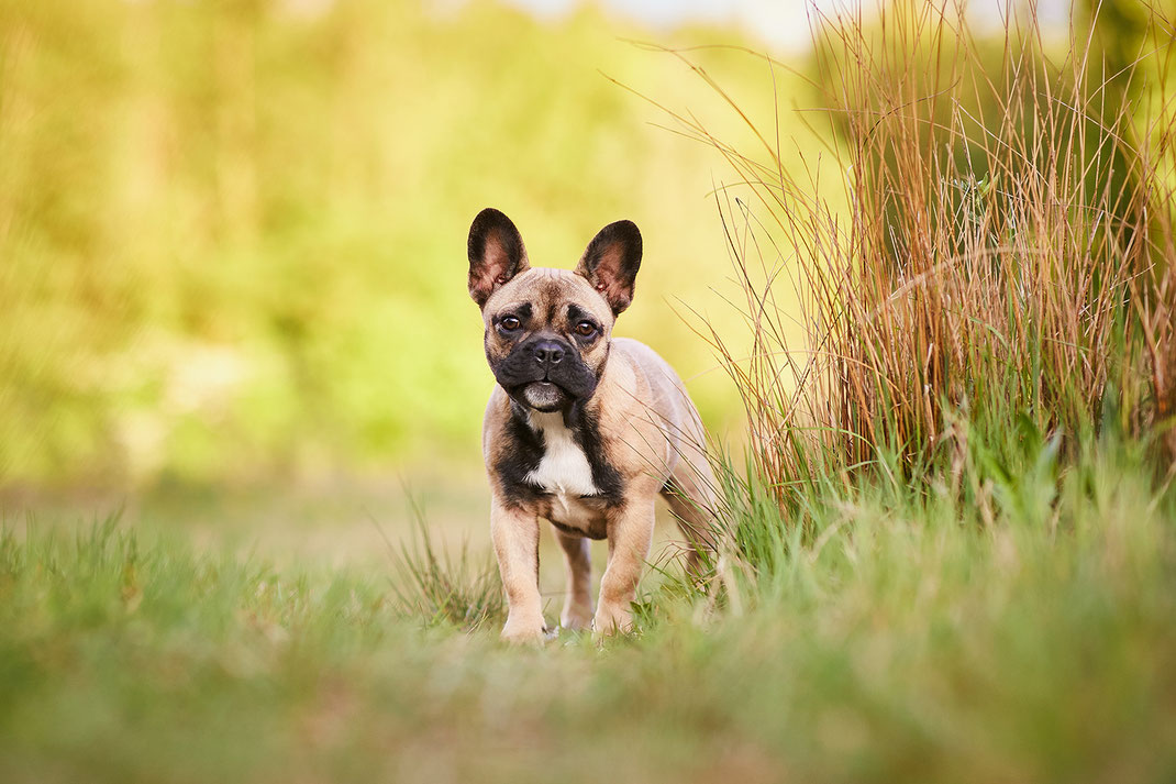 Tierfotograf Hundefotograf Fotograf Fotostudio Hund Welpe Welpen Hunde Fotoshooting Rheinfelden Lörrach Basel Freiburg im Breisgau Bern Schweiz Zürich Hundefotografie Hundeshooting Hundefotoshooting Hundefotos Hundeportrait Hundeporträt Rassehund