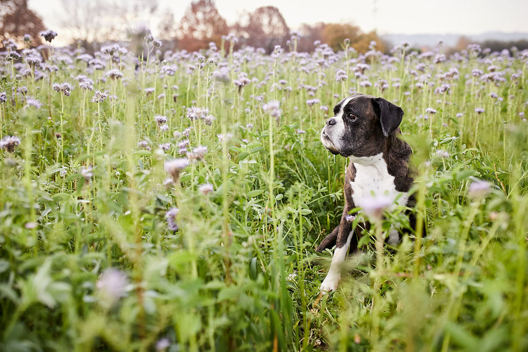 Tierfotograf Hundefotograf Fotograf Fotostudio Hund Welpe Welpen Hunde Fotoshooting Rheinfelden Lörrach Basel Freiburg im Breisgau Bern Bad Säckingen Zürich Hundefotografie Hundeshooting Hundefotoshooting American Pocket Bully Maglio Barbier