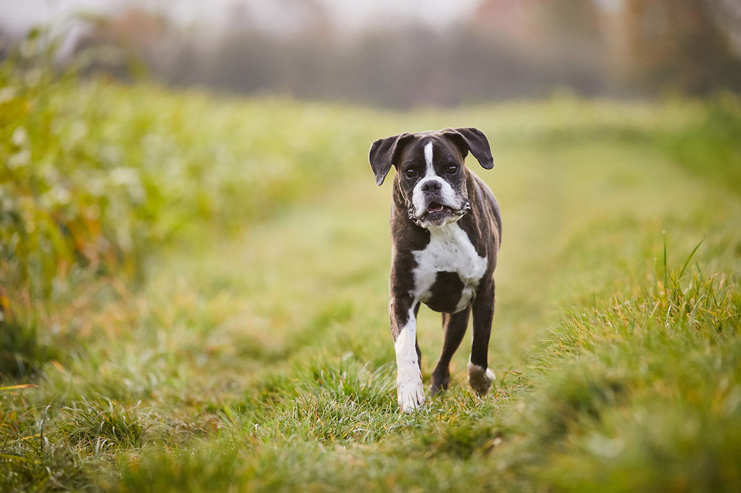 Tierfotograf Hundefotograf Fotograf Fotostudio Hund Welpe Welpen Hunde Fotoshooting Rheinfelden Lörrach Basel Freiburg im Breisgau Bern Bad Säckingen Zürich Hundefotografie Hundeshooting Hundefotoshooting American Pocket Bully Maglio Barbier