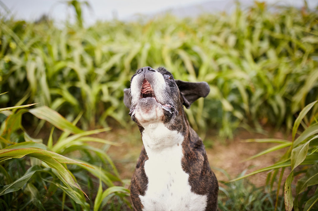 Tierfotograf Hundefotograf Fotograf Fotostudio Hund Welpe Welpen Hunde Fotoshooting Rheinfelden Lörrach Basel Freiburg im Breisgau Bern Bad Säckingen Zürich Hundefotografie Hundeshooting Hundefotoshooting American Pocket Bully Maglio Barbier