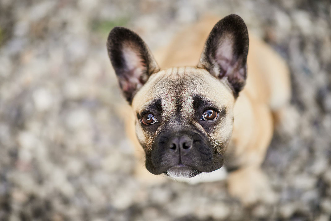 Tierfotograf Hundefotograf Fotograf Fotostudio Hund Welpe Welpen Hunde Fotoshooting Rheinfelden Lörrach Basel Freiburg im Breisgau Bern Schweiz Zürich Hundefotografie Hundeshooting Hundefotoshooting Hundefotos Hundeportrait Hundeporträt Rassehund