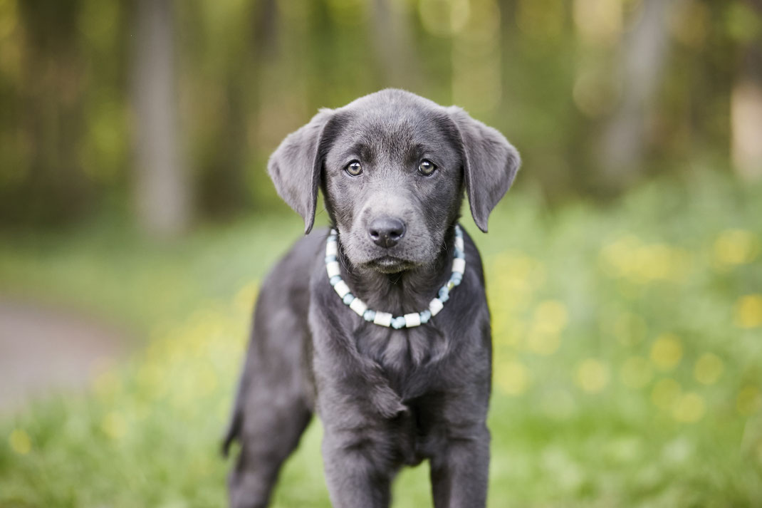Tierfotograf Hundefotograf Fotograf Fotostudio Hund Welpe Welpen Hunde Fotoshooting Rheinfelden Lörrach Basel Freiburg im Breisgau Bern Bad Säckingen Zürich Hundefotografie Hundeshooting