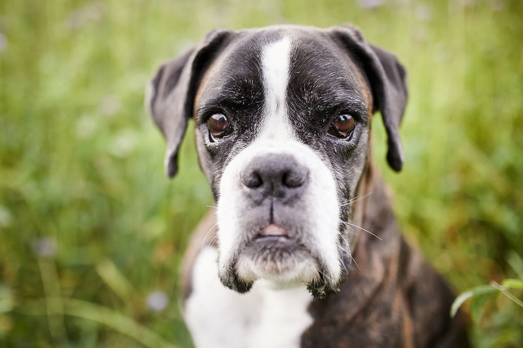 Tierfotograf Hundefotograf Fotograf Fotostudio Hund Welpe Welpen Hunde Fotoshooting Rheinfelden Lörrach Basel Freiburg im Breisgau Bern Bad Säckingen Zürich Hundefotografie Hundeshooting Hundefotoshooting American Pocket Bully Maglio Barbier