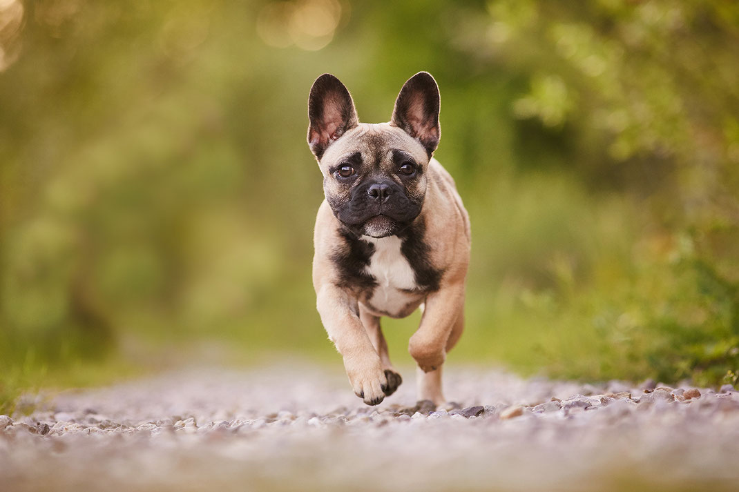 Tierfotograf Hundefotograf Fotograf Fotostudio Hund Welpe Welpen Hunde Fotoshooting Rheinfelden Lörrach Basel Freiburg im Breisgau Bern Schweiz Zürich Hundefotografie Hundeshooting Hundefotoshooting Hundefotos Hundeportrait Hundeporträt Rassehund