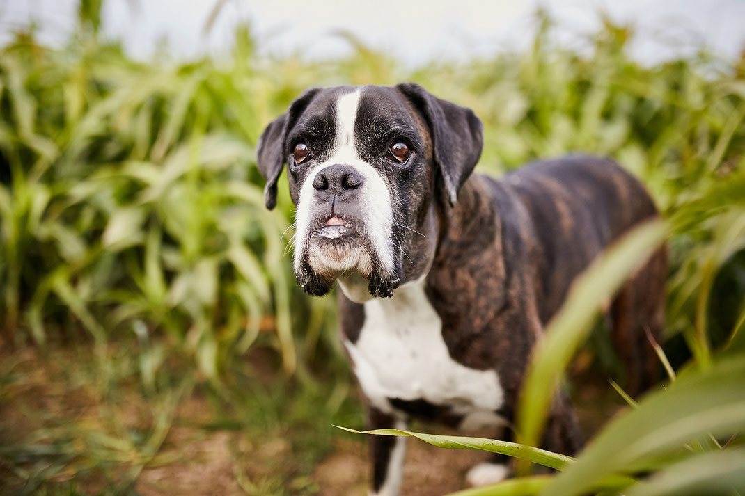 Tierfotograf Hundefotograf Fotograf Fotostudio Hund Welpe Welpen Hunde Fotoshooting Rheinfelden Lörrach Basel Freiburg im Breisgau Bern Bad Säckingen Zürich Hundefotografie Hundeshooting Hundefotoshooting American Pocket Bully Maglio Barbier