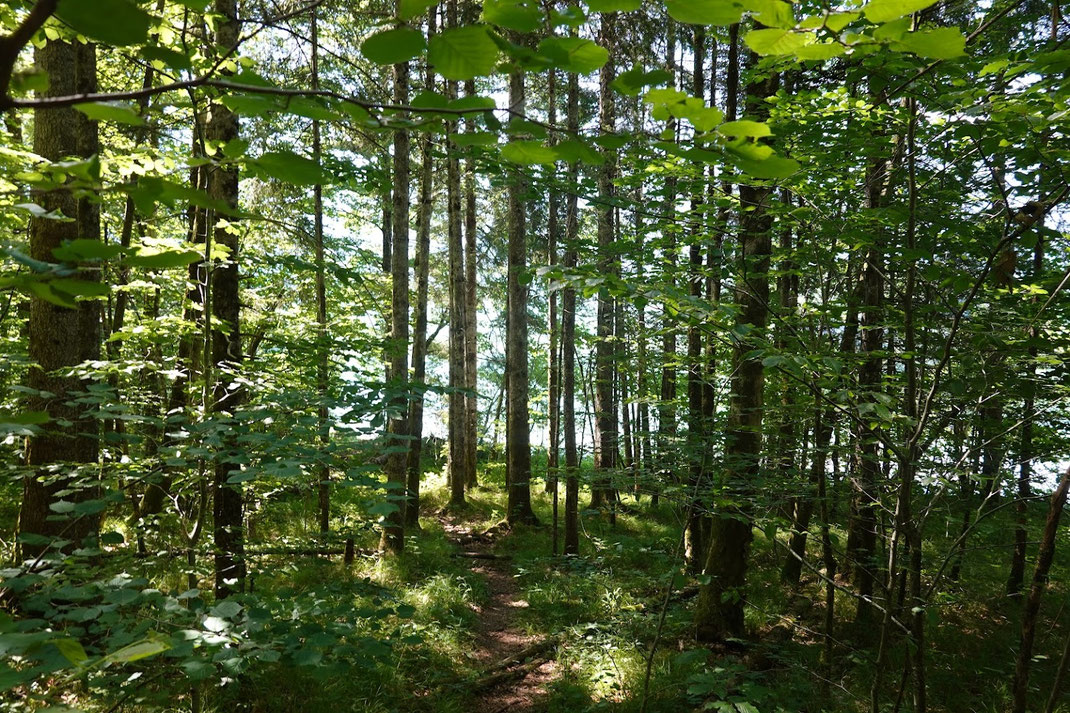 Wald, der bis ans Wasser reicht: im inneren Almtal gehören die Flächen nur wenigen.