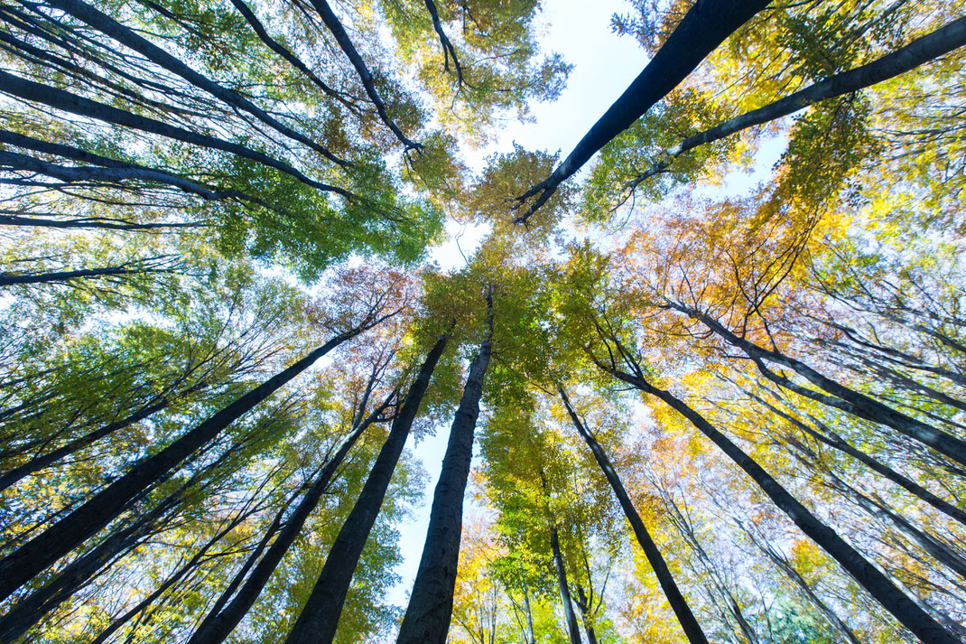 Foto: Marc Graf / Biopshärenpark Wienerwald