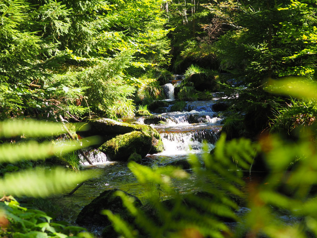 Reschbach im Bayrischen Wald / Foto: Ulrike Eberl-Walter