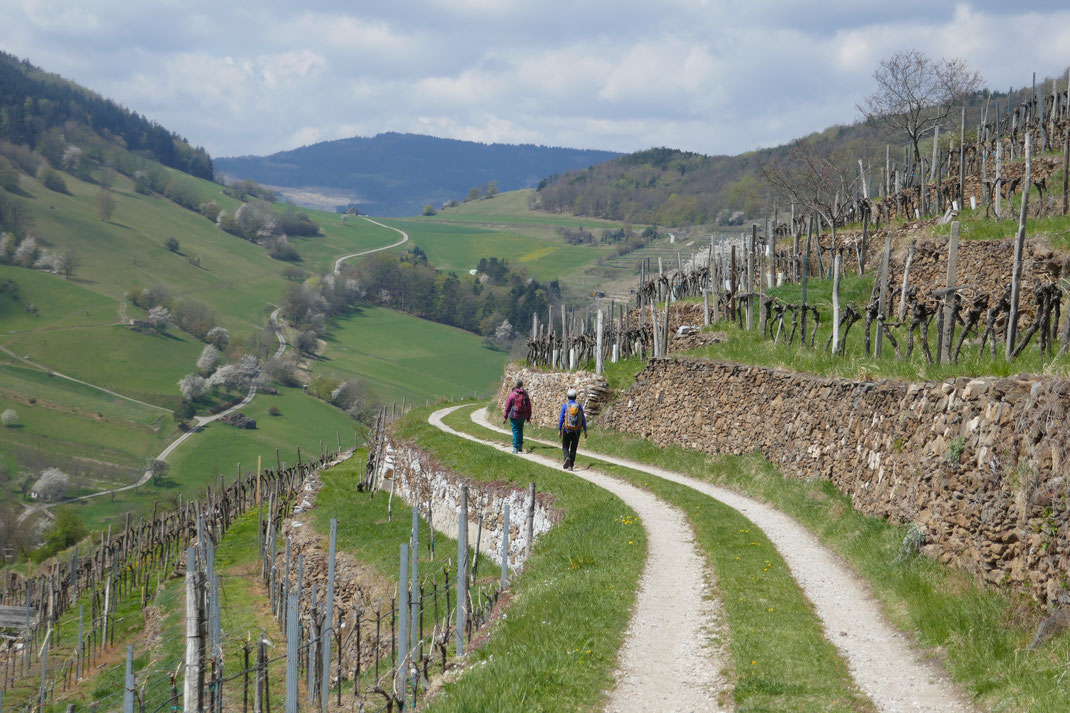 GEHnussvoll geht es durch schöne Landstriche zwischen Salzburg und dem Burgenland. Im Mai findet eine GEHnuss-Tour durch die Wachau statt.