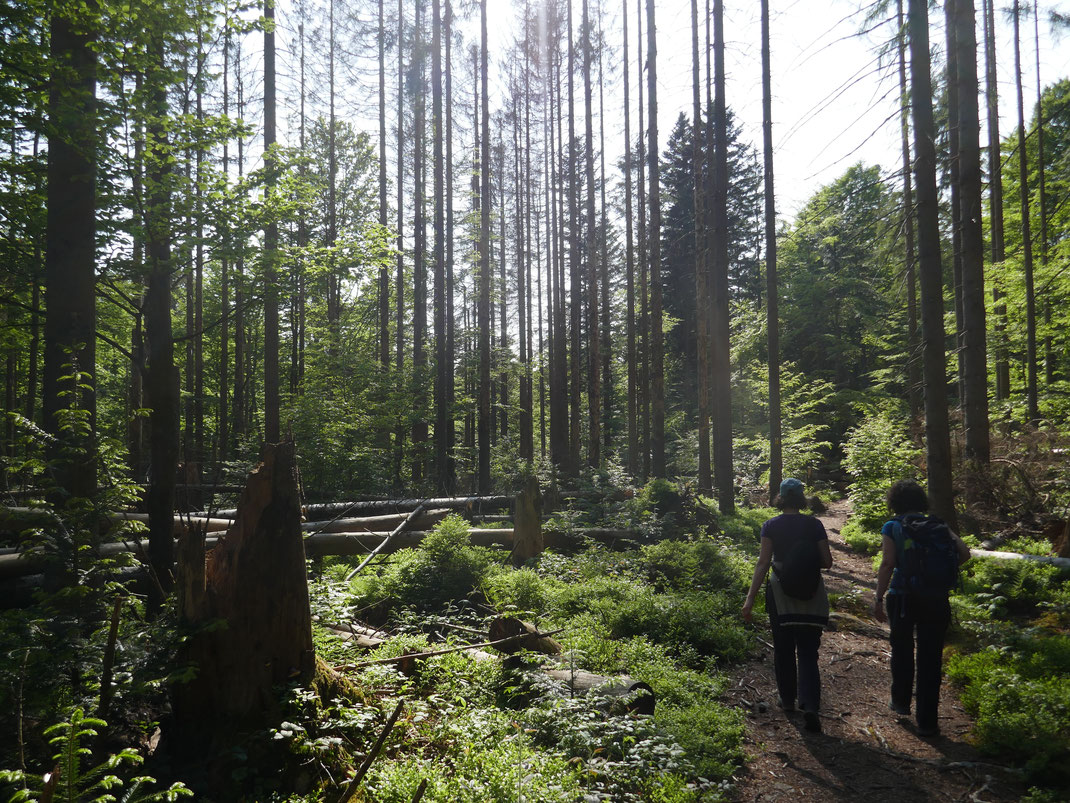 Natur Natur sein zu lassen ist das Motto des Nationalparks Bayrischer Wald. Dort können Bäume ganz von sich aus gedeihen und auch absterben... / Fotos: Marco Vanek, Sabine Traxler