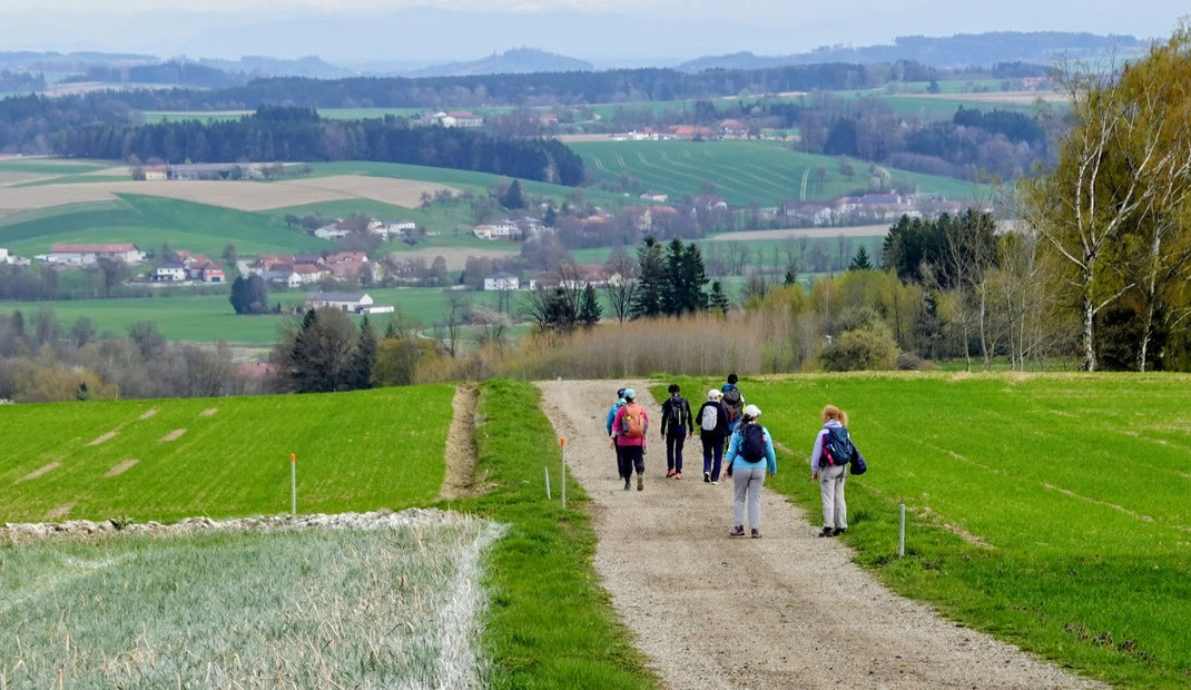Sanfthügelig, aber unspektakulär ist die Landschaft im nördlichen Hausruck an der Grenze zum Innviertel. / Fotos: Marco Vanek