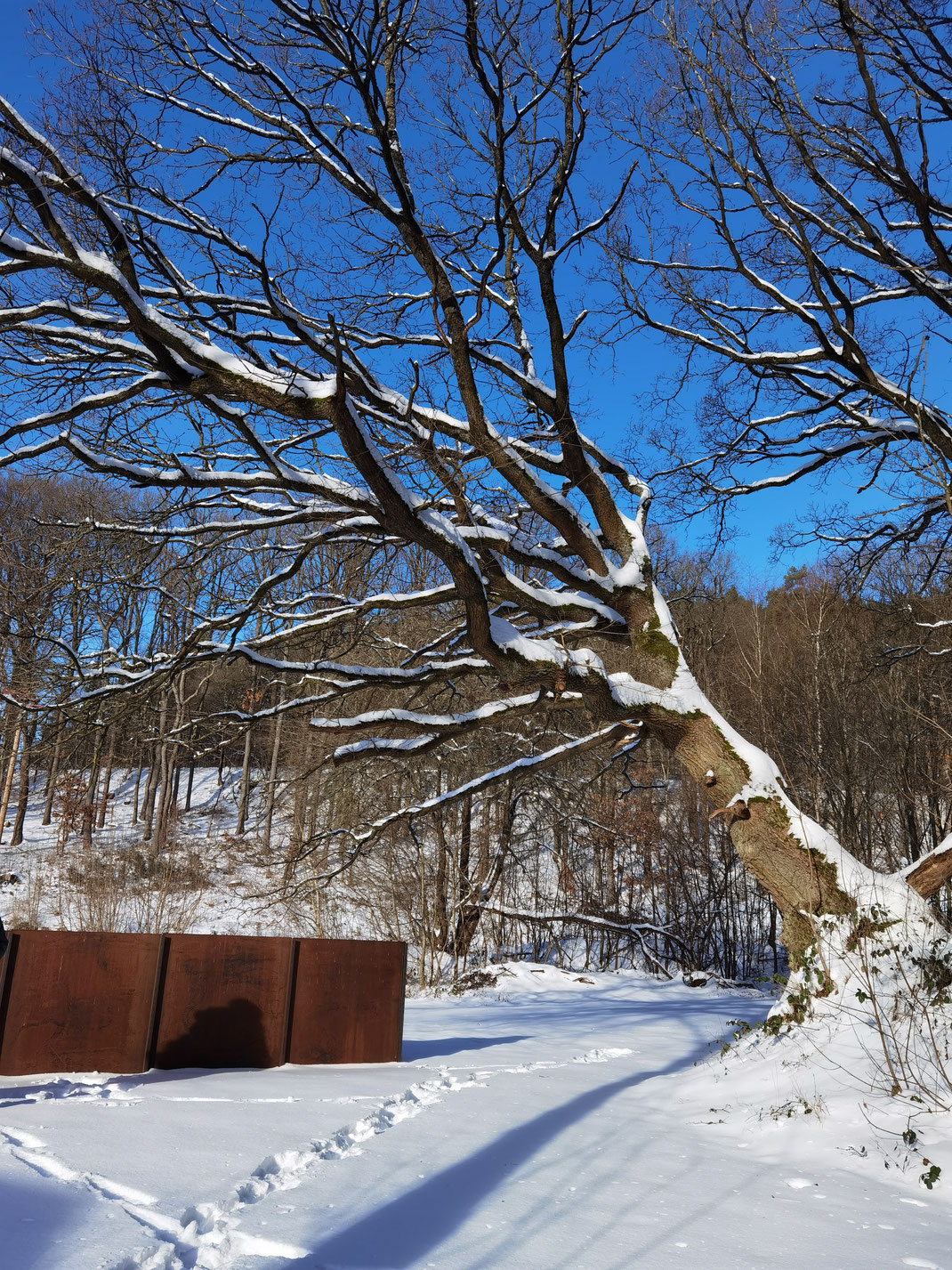                                                                   Die alte Eiche und der Waldplatz