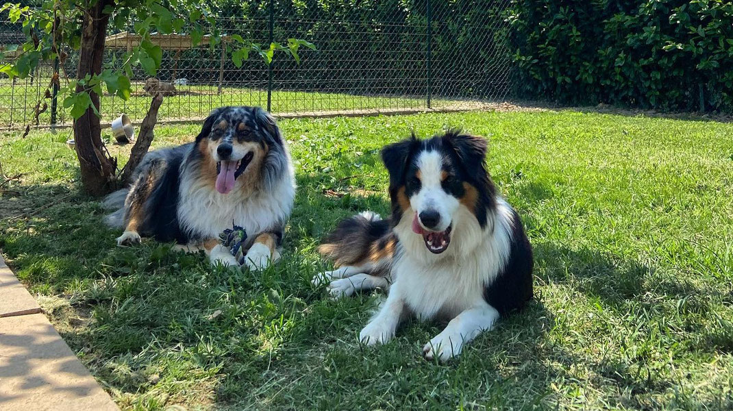 Pensione per cani a Dalmine, Zanica, Seriate, Bergamo