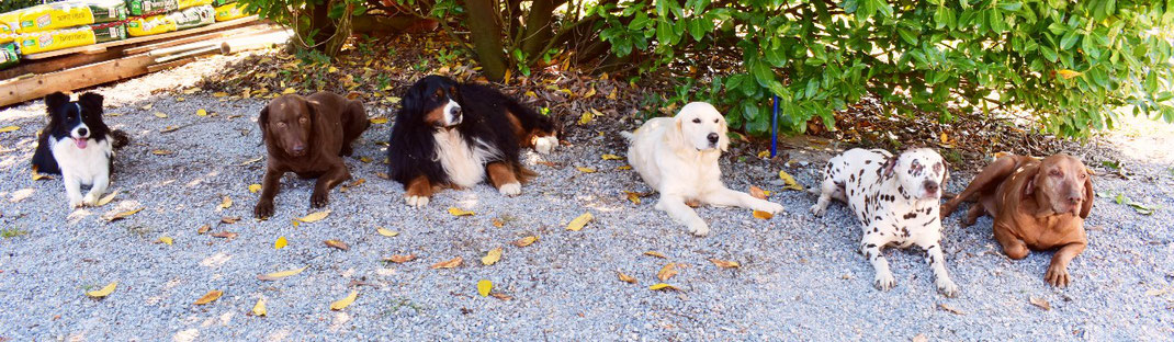 addestramento cani Calcinate