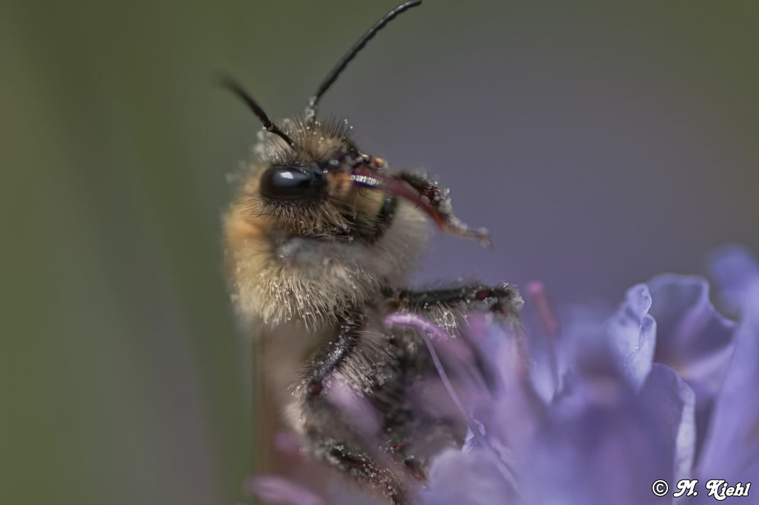 Hummel auf Blüte