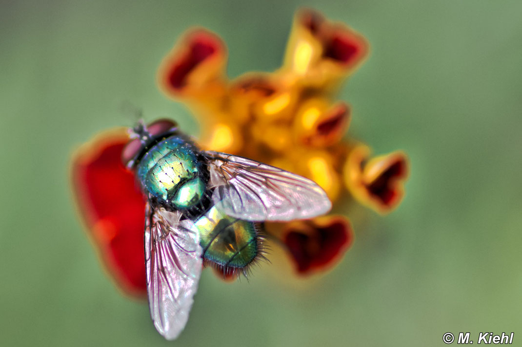 Fliege auf Blume