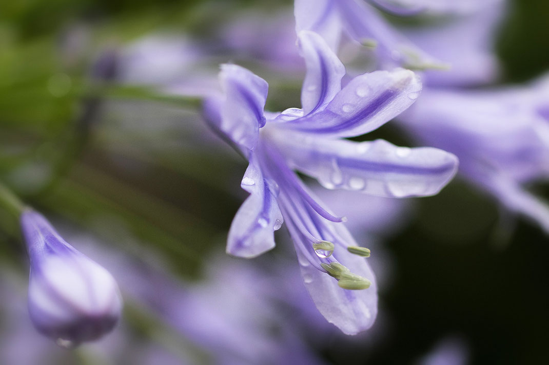Lilie, lila, violett, wassertropfen, makro, nahaufnahme, nurdeinfotokurs, individuell, insdetail, fotografieren lernen, andelfingen