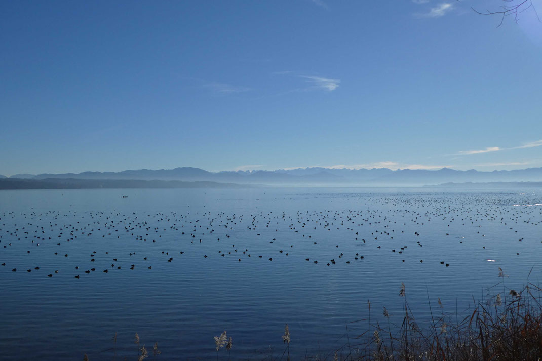 Roseninselbucht am Starnberger See © Andrea Gehrold