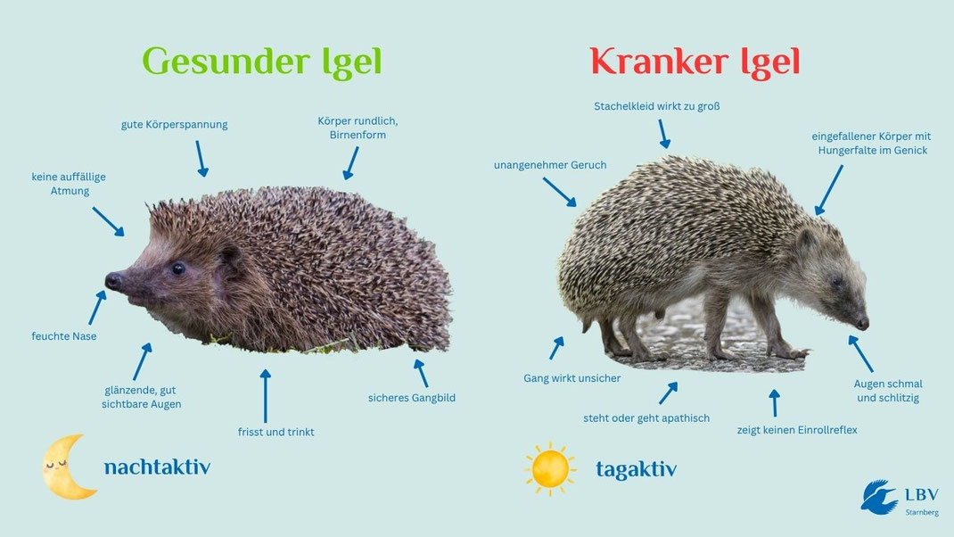 Igelbild links: Marcus Bosch, LBV - Igelbild rechts: Erik Karits, Pixabay