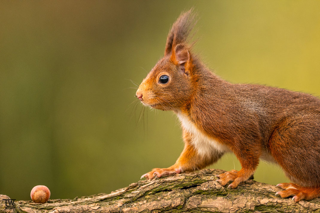 Eichhörnchen sieht eine Haselnuss auf einem Baumstamm