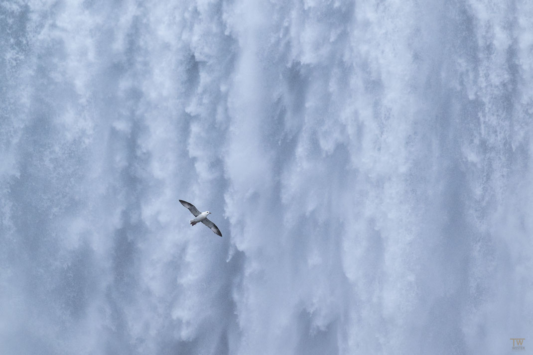 Die Eissturmvögel leben direkt an den Klippen und mit ein wenig Glück erwischt man einen davon direkt vor einem beachtlichen Wasserfall -  ein Bild, das ich schon länger im Kopf hatte  (B2964)