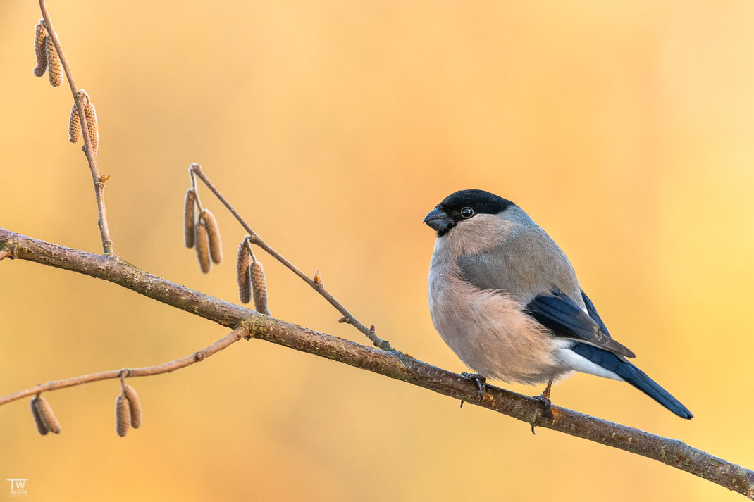 Gimpel sind faszinierende Vögel: sowohl das Weibchen… (B2531)