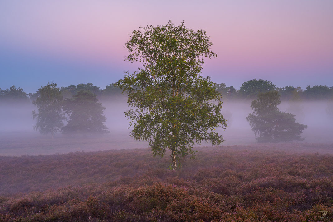 3) Mit dem Licht im Rücken fotografiere ich an wolkenlosen Tagen eher selten; für einige Minuten jedoch zeigt sich meist ein stark rosa gefärbtes Band, dass ich hier mit einem sehr symmetrischen Bildaufbau umsetze…