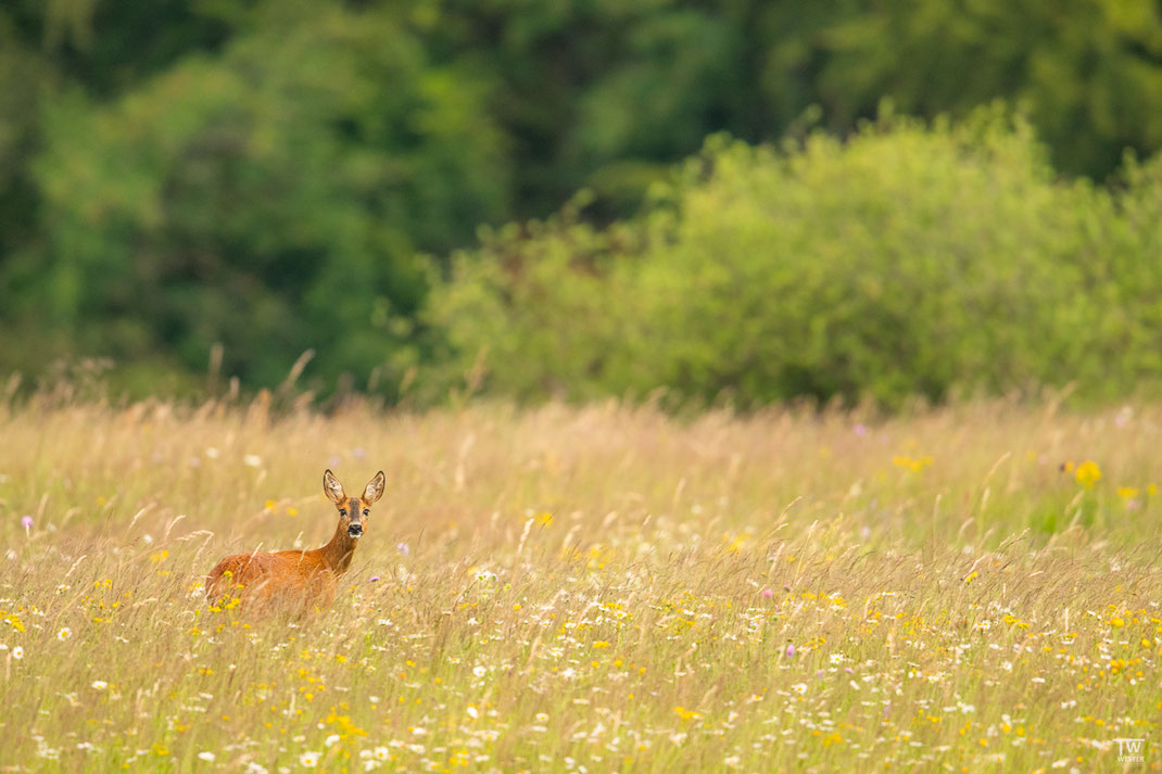 Zunächst einmal eine Aufnahme mit etwas mehr Habitat: typisch, mit offener Wiese und Büschen ganz in der Nähe (B2107)