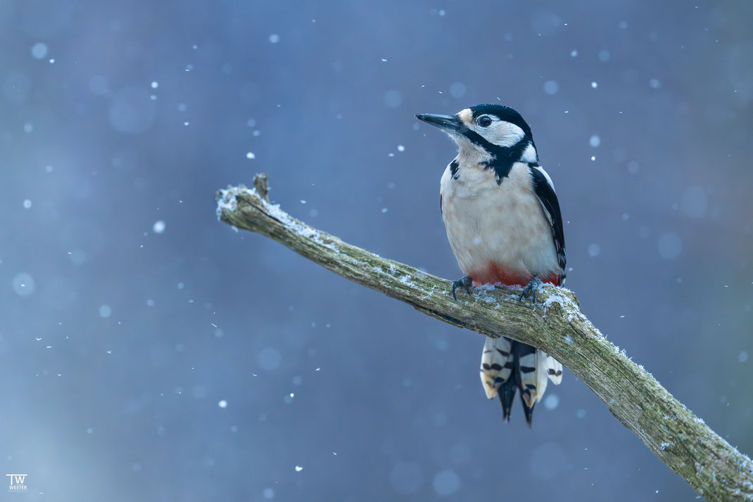 7. Auch der Buntspecht ließ sich netterweise in dem 20 Minuten dauernden Schneegestöber blicken…