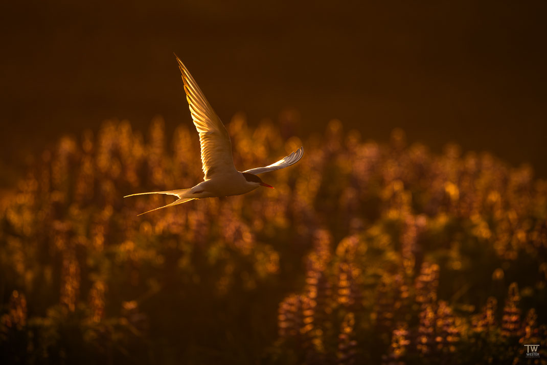 15 Zum ersten Mal konnte ich diese Tiere im letzten Gegenlicht an Lupinen fotografieren