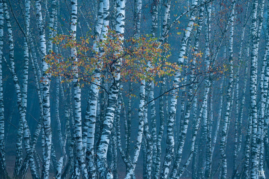 Mystery birches (B2279)