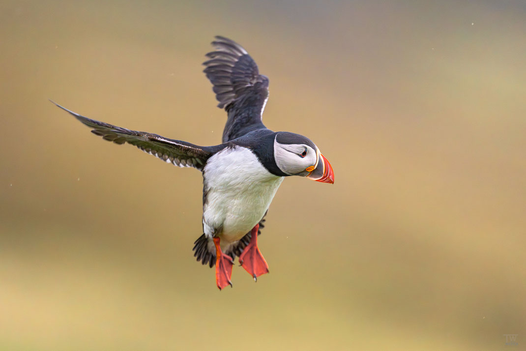 21. Im Flug sind sie sehr schnell, allerdings im Landen weniger gewandt